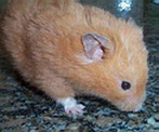 hamster